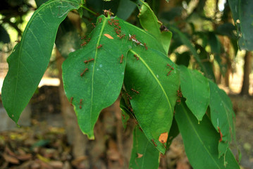 Red ants are building their nests on the pink tree.
