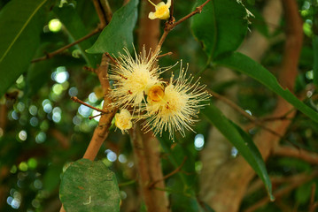 Care for fertilizer. The rose apple is blooming.