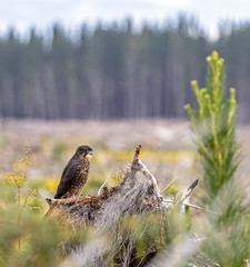 New Zealand Falcon (Karearea)(Falco novaeseelandiae) perched on a branch in pine forest