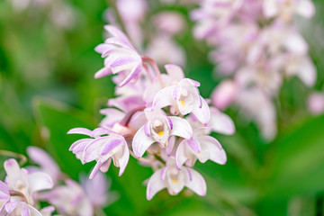 小さい蘭の花　セッコク　セッコクラン