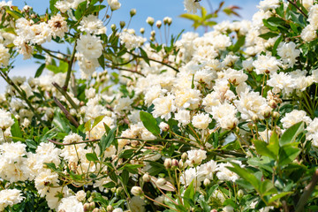 白の八重のモッコウバラ　Rosa banksiae alba