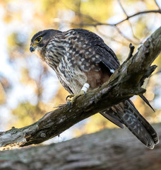 Male New Zealand Falcon (Karearea)(Falco novaeseelandiae) perched on a branch in autumn