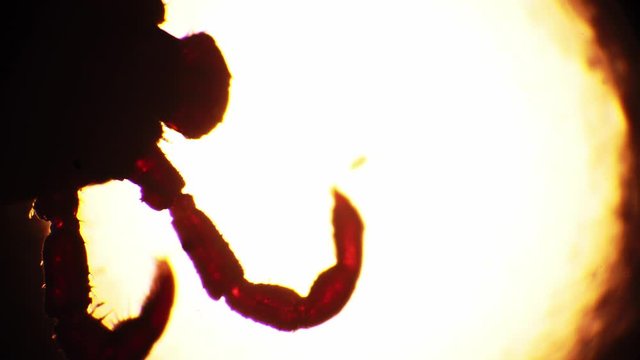 Dermacentor marginatus mite is moving it's paws in the round spot of light under the microscop. Tiny limbs covered with chitin crook and unbend. Theme of the microcosmos and it's inhabitants.