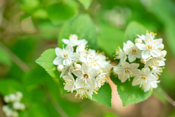 丸葉空木 マルバウツギの花
