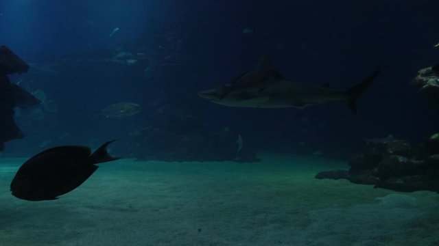 Shark swimming around in an aquarium