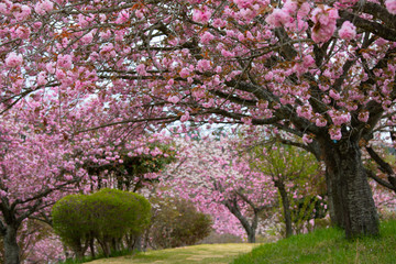八重の桜のトンネル(静峰公園、茨城県、日本)の満開に咲いた八重桜