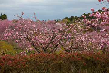 静峰公園（茨城県　日本）の満開に咲いた八重桜