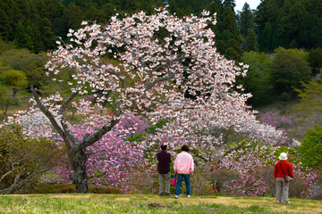 静峰公園（茨城県　日本）の満開に咲いた八重桜