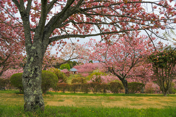 静峰公園（茨城県　日本）の満開に咲いた八重桜