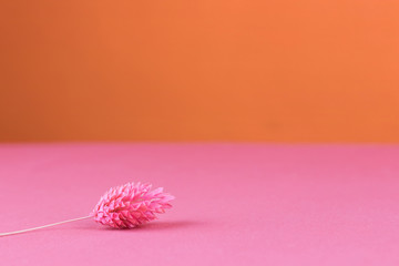 mockup with dried pink fabalis flower on pink cloth textured backdrop and orange background with copyspace for a text