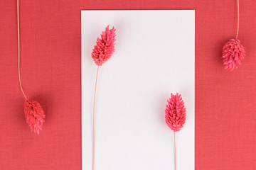 Dried pink Fabalis flower on a white sheet of paper on a red cloth, top view