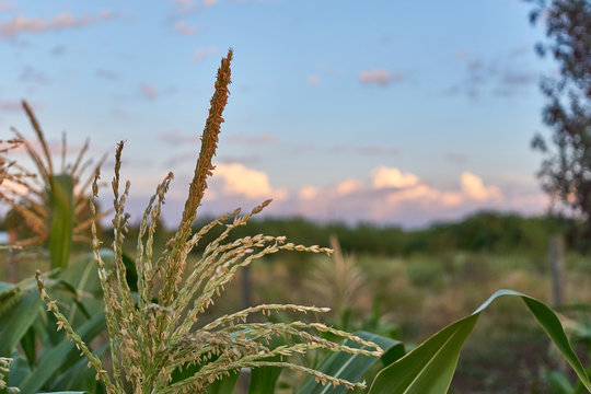 corn plant at sunset