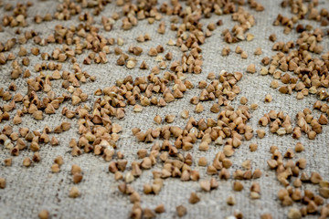 Raw dry buckwheat groats scattered on a rough linen cloth, close-up