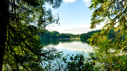 morning by the lake in the forest
