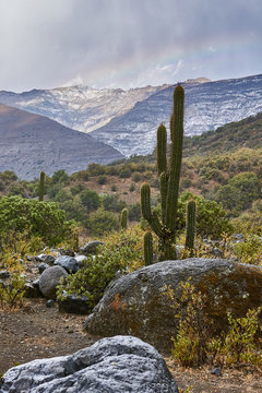 cactus in the mountains