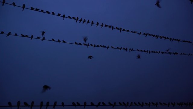 bandada de golondrinas en la noche  sobre tendidos de luz