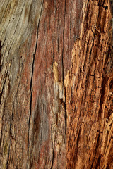 Old weathered wood.