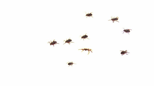 Group of ixodic mites dermacentor is moving in chaotic paths to creep from one side to another. Eight small mites are moving around one bigger tick and go away. Theme of surveillance over the insects.
