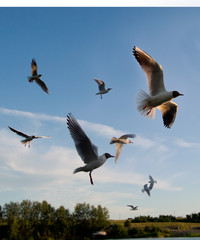 Several seagulls flying over the lake in the summer evening