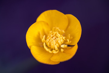 Macro of yellow flower growing spring on black background