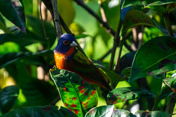 Male Painted Bunting (Passerina ciris) hiding in a backyard bush, Stuart, Florida, USA