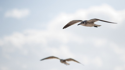 seagull flying over chac-mool beach in cancun