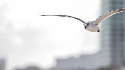 seagull flying over chac-mool beach in cancun