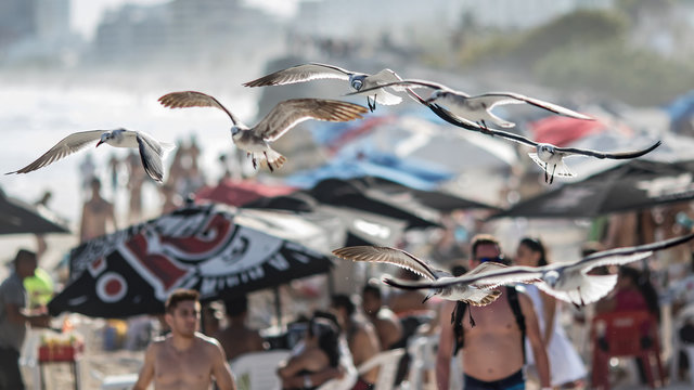 seagull flying over chac-mool beach in cancun