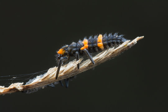 Tiny Ladybug Larvae 