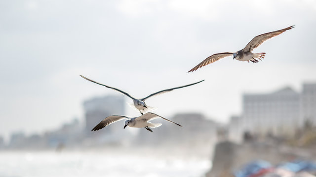 seagull flying over chac-mool beach in cancun