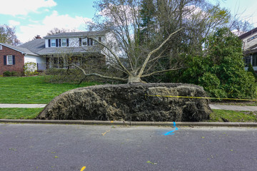 Uprooted tree near a neighborhood street laying over a broken sidewalk and onto a green lawn.
