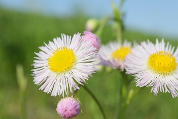 Obraz premium ヒメジョオン