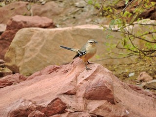 AVES