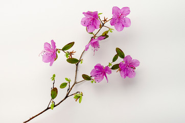 Purple rhododendron flowers Labrador tea on branch isolated