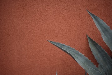 Closeup of agave leaves against a red wall