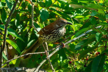 Brown Thrasher bird (Toxostoma rufum) standing in a bush, Stuart, Florida, USA