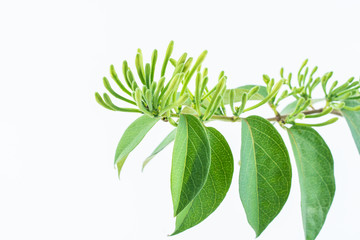 A honeysuckle bud covered with a honeysuckle bud on a white background