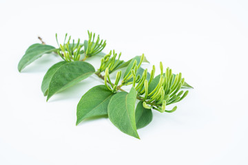 A honeysuckle bud covered with a honeysuckle bud on a white background