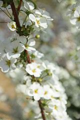 Blooming tiny white flower in spring