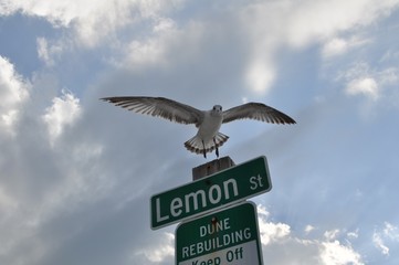 Seagull Landing on Post