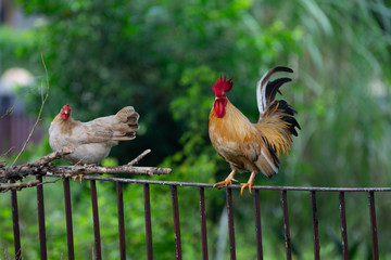 A couple of bantam chickens perches on a fence.