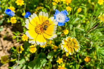 Bee in Yellow Flower, 