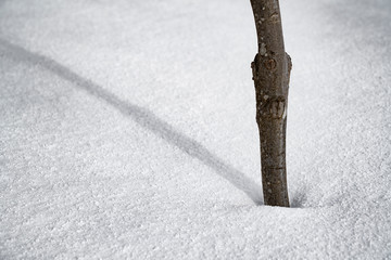 雪と細い木
