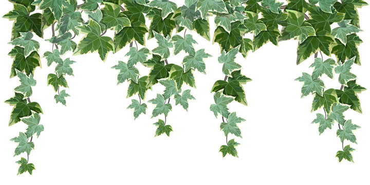 Common ivy vine on white background vector illustration