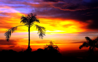 Fototapeta na wymiar Bhagalpur, India- August 14, 2018: A landscape Silhouette view of palm trees with a background of sunset, colorful orange, red sunshine and dark clouds which makes an awesome and beautiful scenery.