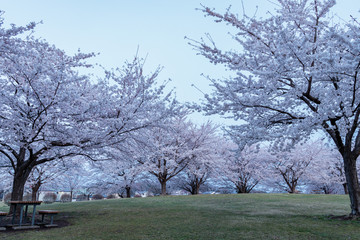 cherry blossom trees