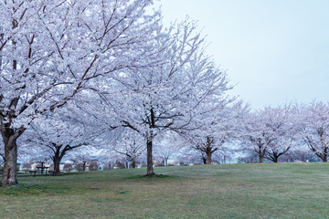 almond tree in bloom