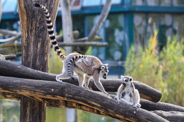 Family of Ring-tailed lemurs with a baby sitting on the back of mother. © balakate