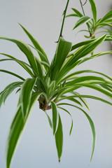 Fototapeta na wymiar Spider plants babies, also known as Chlorophytum bichetii (Karrer) Backer, St. Bernard’s lily