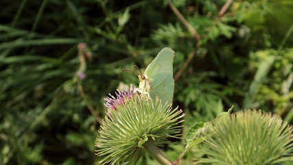 Common Brimstone Butterfly on a Thistle